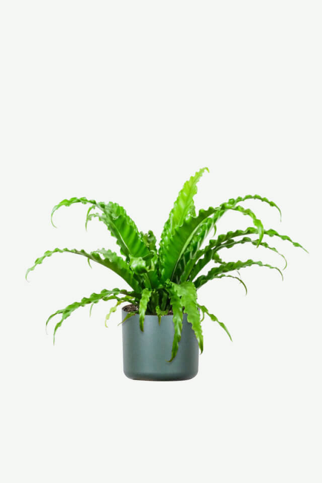 plants-ecommerce-product-featured-img-8 Birdnest Japanese