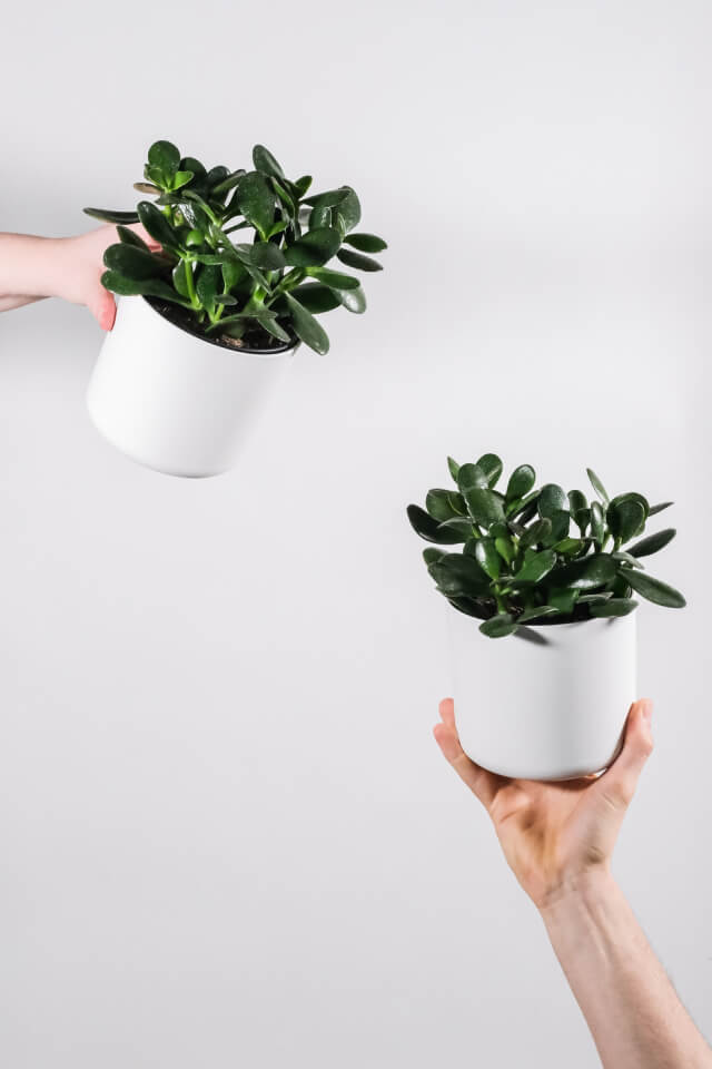 plants-shop-product-gallery-img-15 Ficus Decora Burgundy - Image 2