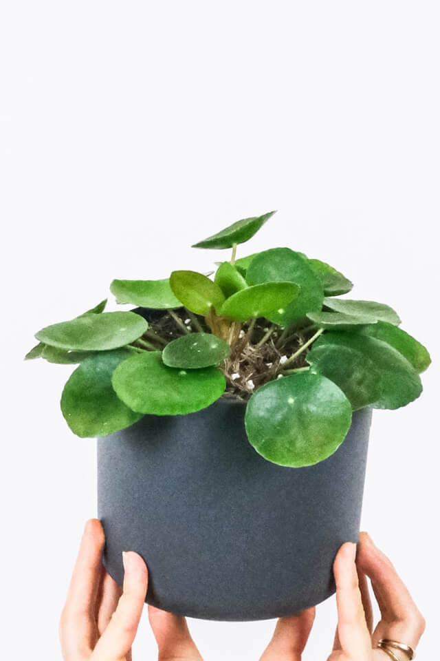 plants-shop-product-gallery-img-4 Peperomia Lemon Lime - Image 2