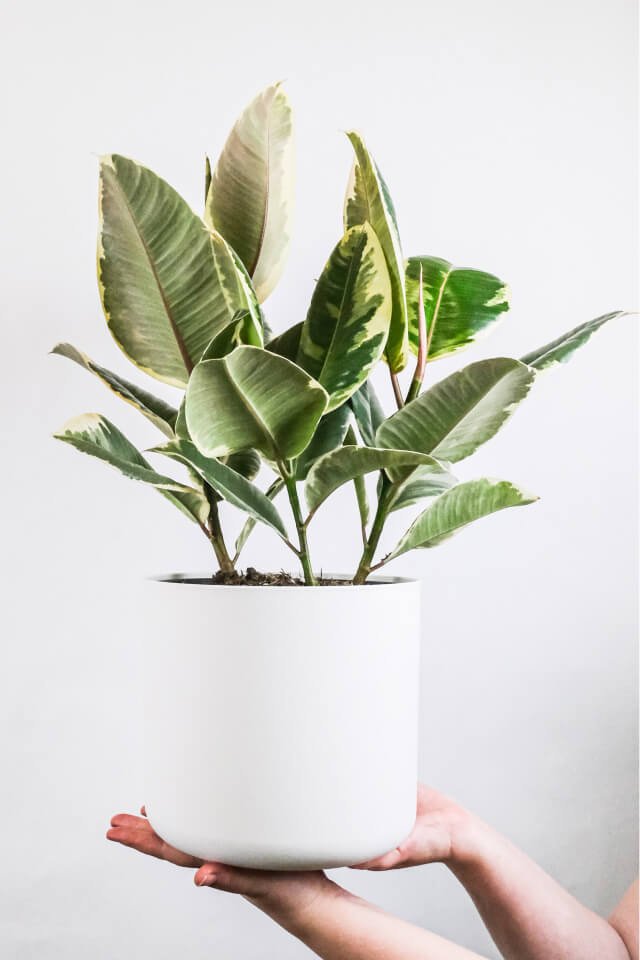 plants-shop-product-gallery-img-5 Calathea Beauty Star - Image 2